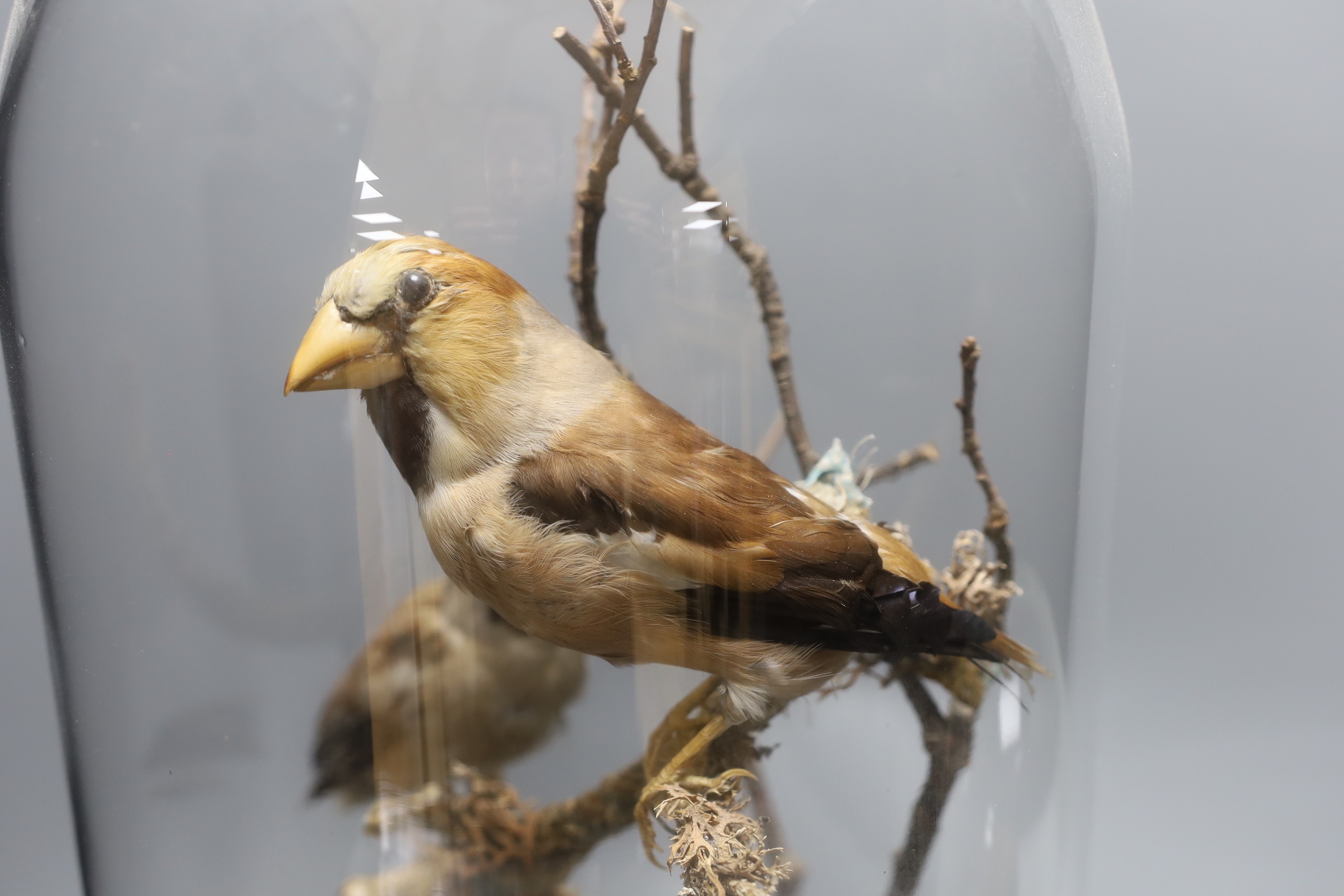 Taxidermy- a group of two hawfinches and another of a robin, each under a glass dome, tallest 45 cm high (2)